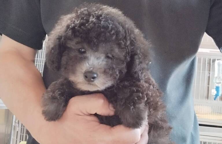 トイプードルの仔犬をお探しなら熊本県玉名市のブリーダーmar-land
