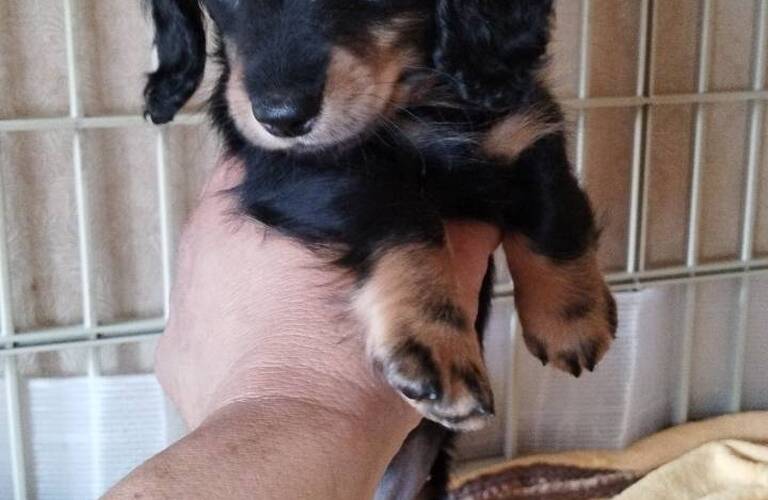かわいいダックスの仔犬をお探しなら熊本のブリーダーmar-landへ！