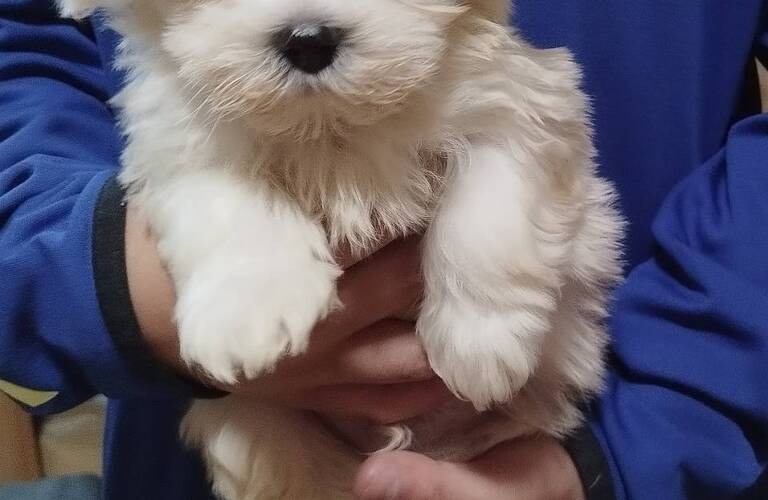 マルチーズとプードルのMIX犬も販売しています。