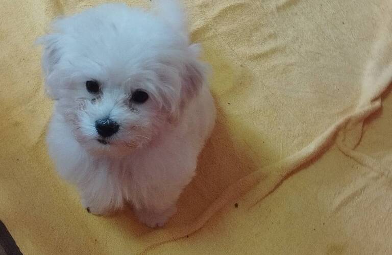 格安で仔犬を販売しています。健康で可愛い仔犬をお探しでしたら九州のブリーダーmar-landへ