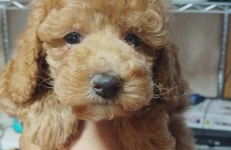トイプードルなど格安で格安で仔犬を販売しています。健康で可愛い仔犬をお探しでしたら九州のブリーダーmar-landへ