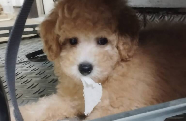 mar-landでは可愛いトイプードルの子犬を格安で販売しています。熊本ブリーダーmar-land