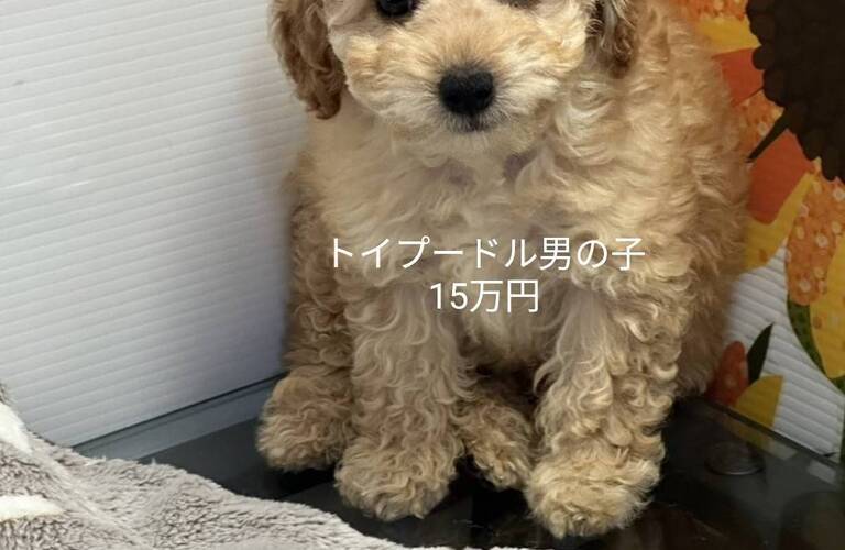 子犬をお探しなら熊本のブリーダーmar-landへトイプードルやビションフリーゼなど格安で販売しています。