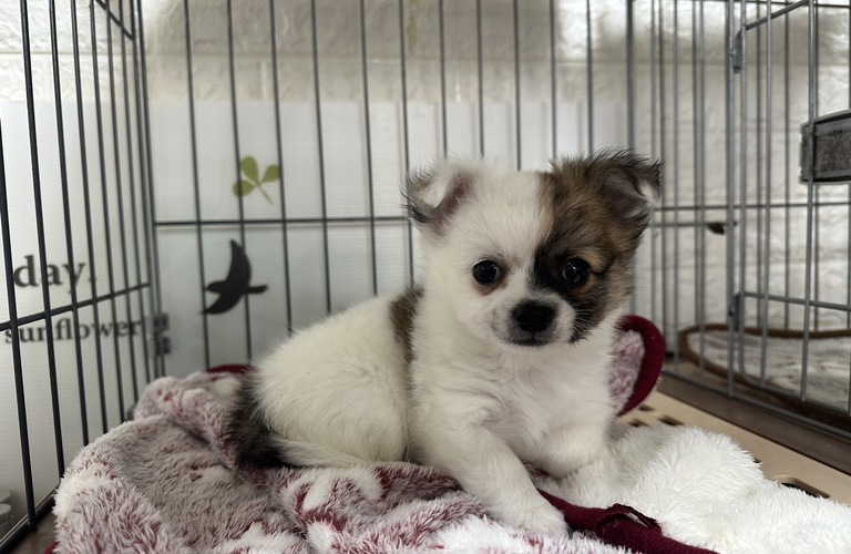 mar-landでは可愛いトイプードルやチワワ、マルプーなどの子犬を格安で販売しています。熊本ブリーダーmar-land