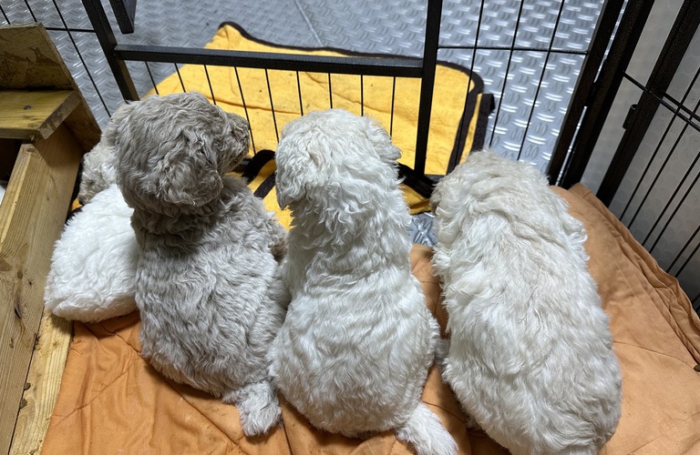 熊本のペットショップmar-landではトイプードル　スタンダードプードル　シーズーなど、仔犬を販売しています。お気軽にお問い合わせください。