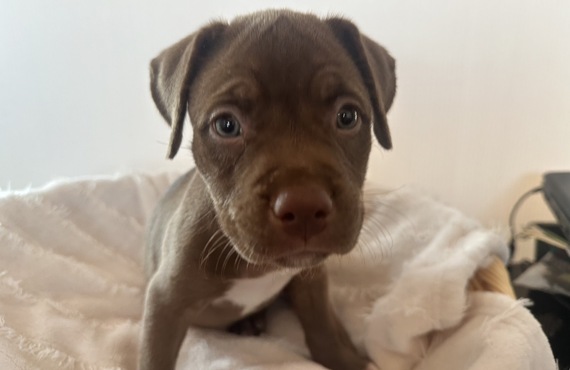希少価値あり！　マスティフとピットブルのｍｉｘ犬